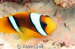 Anemone fish - Canon EOS350D; EF-S 60mm; single DS-125 by Alan Lyall 